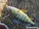 Filename=attachID_20151_postID_187161_11.jpg
Filesize=156KiB
Dimensions=1000x750
Date added=Dec 02, 2016 attachID_20151_postID_187161_11.jpg
