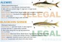 Filename=attachID_20425_postID_189903_baitfish1.jpg
Filesize=111KiB
Dimensions=1000x691
Date added=Dec 02, 2016 attachID_20425_postID_189903_baitfish1.jpg