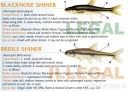 Filename=attachID_20426_postID_189903_baitfish2.jpg
Filesize=129KiB
Dimensions=1000x717
Date added=Dec 02, 2016 attachID_20426_postID_189903_baitfish2.jpg