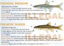 Filename=attachID_20427_postID_189903_baitfish3.jpg
Filesize=128KiB
Dimensions=1000x732
Date added=Dec 02, 2016 attachID_20427_postID_189903_baitfish3.jpg