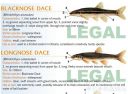 Filename=attachID_20428_postID_189903_baitfish4.jpg
Filesize=119KiB
Dimensions=1000x735
Date added=Dec 02, 2016 attachID_20428_postID_189903_baitfish4.jpg
