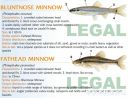Filename=attachID_20429_postID_189903_baitfish5.jpg
Filesize=124KiB
Dimensions=1000x769
Date added=Dec 02, 2016 attachID_20429_postID_189903_baitfish5.jpg