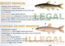 attachID_20430_postID_189903_baitfish6.jpg