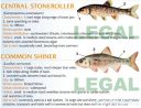Filename=attachID_20431_postID_189903_baitfish7.jpg
Filesize=133KiB
Dimensions=1000x769
Date added=Dec 02, 2016 attachID_20431_postID_189903_baitfish7.jpg