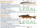 Filename=attachID_20432_postID_189903_baitfish8.jpg
Filesize=133KiB
Dimensions=1000x765
Date added=Dec 02, 2016 attachID_20432_postID_189903_baitfish8.jpg