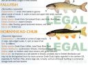 Filename=attachID_20433_postID_189903_baitfish9.jpg
Filesize=133KiB
Dimensions=1000x743
Date added=Dec 02, 2016 attachID_20433_postID_189903_baitfish9.jpg