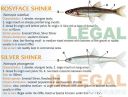 Filename=attachID_20436_postID_189903_baitfish12.jpg
Filesize=125KiB
Dimensions=1000x762
Date added=Dec 02, 2016 attachID_20436_postID_189903_baitfish12.jpg