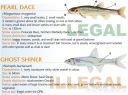 Filename=attachID_20438_postID_189903_baitfish14.jpg
Filesize=115KiB
Dimensions=1000x748
Date added=Dec 02, 2016 attachID_20438_postID_189903_baitfish14.jpg