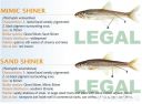 Filename=attachID_20439_postID_189903_baitfish15.jpg
Filesize=98KiB
Dimensions=1000x742
Date added=Dec 02, 2016 attachID_20439_postID_189903_baitfish15.jpg