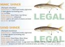 Filename=attachID_20440_postID_189903_baitfish16.jpg
Filesize=97KiB
Dimensions=1000x735
Date added=Dec 02, 2016 attachID_20440_postID_189903_baitfish16.jpg