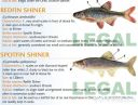 Filename=attachID_20442_postID_189903_baitfish18.jpg
Filesize=127KiB
Dimensions=1000x764
Date added=Dec 02, 2016 attachID_20442_postID_189903_baitfish18.jpg