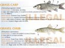 Filename=attachID_20445_postID_189903_baitfish21.jpg
Filesize=121KiB
Dimensions=1000x748
Date added=Dec 02, 2016 attachID_20445_postID_189903_baitfish21.jpg