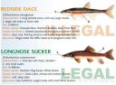 Filename=attachID_20446_postID_189903_baitfish22.jpg
Filesize=106KiB
Dimensions=1000x741
Date added=Dec 02, 2016 attachID_20446_postID_189903_baitfish22.jpg