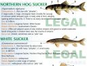 Filename=attachID_20447_postID_189903_baitfish23.jpg
Filesize=133KiB
Dimensions=1000x760
Date added=Dec 02, 2016 attachID_20447_postID_189903_baitfish23.jpg