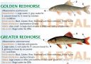 Filename=attachID_20449_postID_189903_baitfish25.jpg
Filesize=121KiB
Dimensions=1000x715
Date added=Dec 02, 2016 attachID_20449_postID_189903_baitfish25.jpg