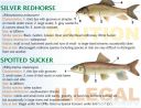 Filename=attachID_20451_postID_189903_baitfish27.jpg
Filesize=134KiB
Dimensions=1000x771
Date added=Dec 02, 2016 attachID_20451_postID_189903_baitfish27.jpg