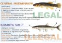 Filename=attachID_20452_postID_189903_baitfish28.jpg
Filesize=112KiB
Dimensions=1000x702
Date added=Dec 02, 2016 attachID_20452_postID_189903_baitfish28.jpg