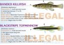 Filename=attachID_20454_postID_189903_baitfish30.jpg
Filesize=112KiB
Dimensions=1000x711
Date added=Dec 02, 2016 attachID_20454_postID_189903_baitfish30.jpg