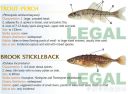 Filename=attachID_20455_postID_189903_baitfish31.jpg
Filesize=108KiB
Dimensions=1000x742
Date added=Dec 02, 2016 attachID_20455_postID_189903_baitfish31.jpg