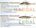 Filename=attachID_20456_postID_189903_baitfish32.jpg
Filesize=112KiB
Dimensions=1000x761
Date added=Dec 02, 2016 attachID_20456_postID_189903_baitfish32.jpg