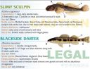 Filename=attachID_20458_postID_189903_baitfish34.jpg
Filesize=125KiB
Dimensions=1000x767
Date added=Dec 02, 2016 attachID_20458_postID_189903_baitfish34.jpg