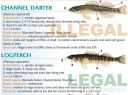 Filename=attachID_20459_postID_189903_baitfish35.jpg
Filesize=128KiB
Dimensions=1000x748
Date added=Dec 02, 2016 attachID_20459_postID_189903_baitfish35.jpg