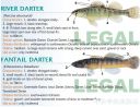 attachID_20460_postID_189903_baitfish36.jpg