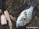 Filename=attachID_20566_postID_190787__00c.jpg
Filesize=196KiB
Dimensions=999x755
Date added=Dec 02, 2016 attachID_20566_postID_190787__00c.jpg