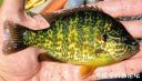 Filename=attachID_20567_postID_190789_sunfish11.jpg
Filesize=119KiB
Dimensions=999x575
Date added=Dec 02, 2016 attachID_20567_postID_190789_sunfish11.jpg
