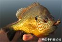 Filename=attachID_20568_postID_190789_sunfish12.jpg
Filesize=74KiB
Dimensions=992x682
Date added=Dec 02, 2016 attachID_20568_postID_190789_sunfish12.jpg