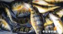 Filename=attachID_20607_postID_191010_yinyang2.jpg
Filesize=123KiB
Dimensions=1000x562
Date added=Dec 02, 2016 attachID_20607_postID_191010_yinyang2.jpg