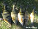 Filename=attachID_20811_postID_192718_3.jpg
Filesize=179KiB
Dimensions=1000x750
Date added=Dec 02, 2016 attachID_20811_postID_192718_3.jpg