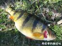 Filename=attachID_20812_postID_192718_4.jpg
Filesize=188KiB
Dimensions=1000x750
Date added=Dec 02, 2016 attachID_20812_postID_192718_4.jpg