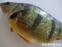 Filename=attachID_20813_postID_192718_5.jpg
Filesize=80KiB
Dimensions=1000x750
Date added=Dec 02, 2016 attachID_20813_postID_192718_5.jpg