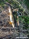 Filename=attachID_20830_postID_192761_IMG_20160423_185620.jpg
Filesize=230KiB
Dimensions=750x1000
Date added=Dec 02, 2016 attachID_20830_postID_192761_IMG_20160423_185620.jpg