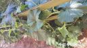 Filename=attachID_20930_postID_193445_20150809_160421.jpg
Filesize=121KiB
Dimensions=1000x562
Date added=Dec 02, 2016 attachID_20930_postID_193445_20150809_160421.jpg