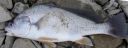 Filename=attachID_21428_postID_197395_MaumeeSheep1281024pw29.JPG
Filesize=54KiB
Dimensions=1000x375
Date added=Dec 02, 2016 attachID_21428_postID_197395_MaumeeSheep1281024pw29.JPG