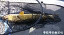 Filename=attachID_21698_postID_199814__00g.jpg
Filesize=123KiB
Dimensions=1000x562
Date added=Dec 02, 2016 attachID_21698_postID_199814__00g.jpg