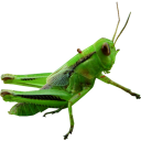 Filename=attachID_21831_postID_200701_MA2.PNG
Filesize=116KiB
Dimensions=400x400
Date added=Dec 02, 2016 attachID_21831_postID_200701_MA2.PNG