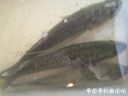 Filename=attachID_22064_postID_202720_image.jpeg
Filesize=66KiB
Dimensions=1000x750
Date added=Dec 02, 2016 attachID_22064_postID_202720_image.jpeg
