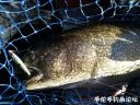 Filename=attachID_22392_postID_205619_2.jpg
Filesize=131KiB
Dimensions=1000x750
Date added=Dec 02, 2016 attachID_22392_postID_205619_2.jpg