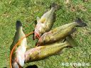 Filename=attachID_22398_postID_205688_1.JPG
Filesize=293KiB
Dimensions=1000x750
Date added=Dec 02, 2016 attachID_22398_postID_205688_1.JPG