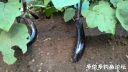 attachID_22735_postID_208570_EggPlantPlants.jpg
