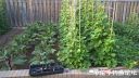 attachID_22739_postID_208597_Garden.jpg