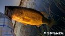 Filename=attachID_22932_postID_210161__00x.jpg
Filesize=75KiB
Dimensions=1000x565
Date added=Dec 02, 2016 attachID_22932_postID_210161__00x.jpg
