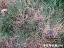 attachID_23163_postID_212236_image.jpeg