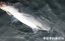 Filename=attachID_23220_postID_212816_baiyuzui1.jpg
Filesize=73KiB
Dimensions=972x614
Date added=Dec 02, 2016 attachID_23220_postID_212816_baiyuzui1.jpg