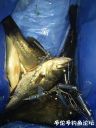 Filename=attachID_23297_postID_213429_IMG_34315B15D.JPG
Filesize=113KiB
Dimensions=750x1000
Date added=Dec 02, 2016 attachID_23297_postID_213429_IMG_34315B15D.JPG