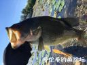 Filename=attachID_23546_postID_215711_IMG_0947.JPG
Filesize=51KiB
Dimensions=640x480
Date added=Dec 02, 2016 attachID_23546_postID_215711_IMG_0947.JPG