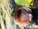 attachID_23548_postID_215711_IMG_0953.JPG